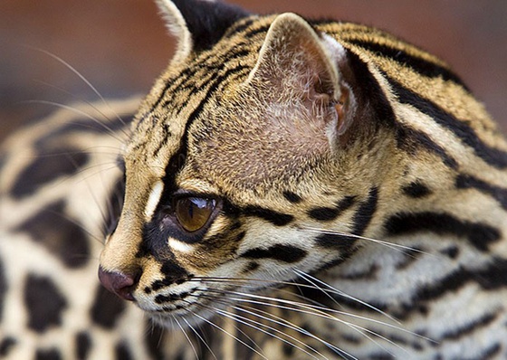 Costa Rica: A Tropical Paradise Through the Lens of Jim Zuckerman (USA)
