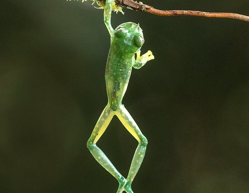 costa rica jim zuckerman