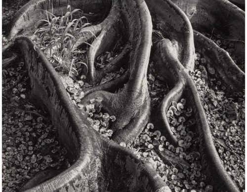 Galeria de fotografias de Ansel Adams - EUA