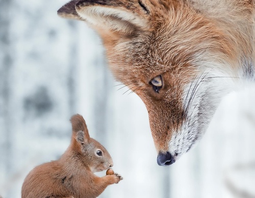 Galería de fotografías de Evgeny Gammer - Rusia