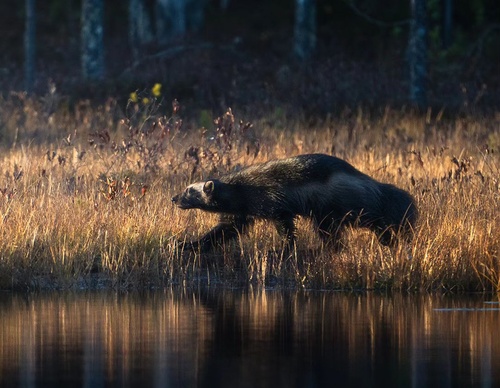 Gallery Of Photography By Elias Kalliola - USA
