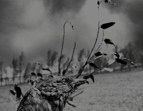 Galería de fotografía de Sebastião Salgado - Brasil