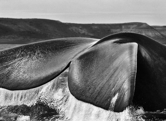 southernrightwhale valdespeninsula aregentina
