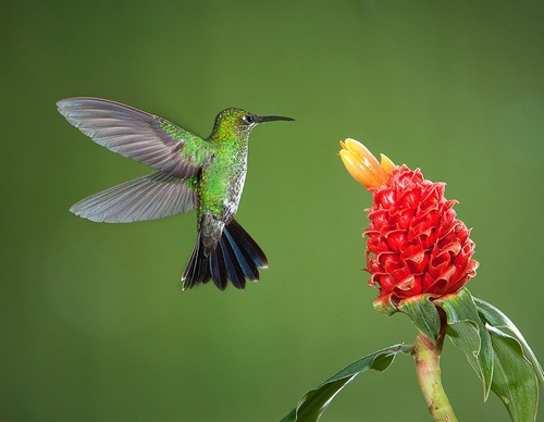 costa rica jim zuckerman