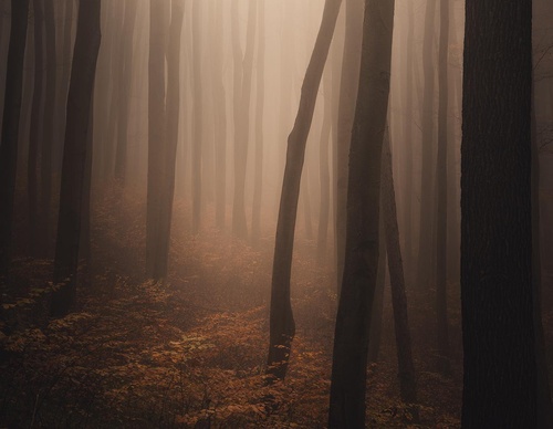 Galería de fotografías de Pujan Shadlau - Austria