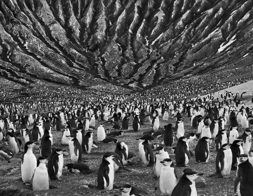 Galeria de Fotografia de Sebastião Salgado-Brasil
