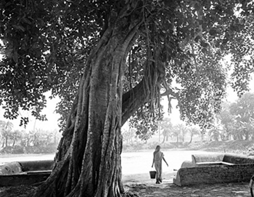 shahidul alam