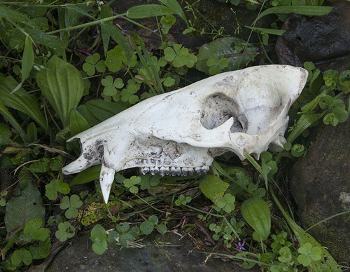 costa rica jim zuckerman