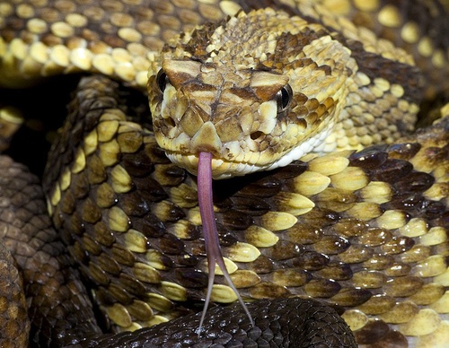 costa rica jim zuckerman