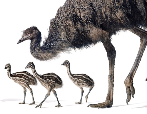 Gallery Of Creative Photography Of Animals By Tim Flach - Uk