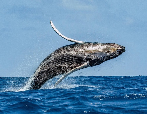 Galeria de Fotografia de Cristina Goettsch Mittermeier - México