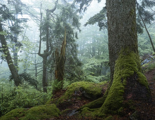 Galería de fotografías de Pujan Shadlau - Austria