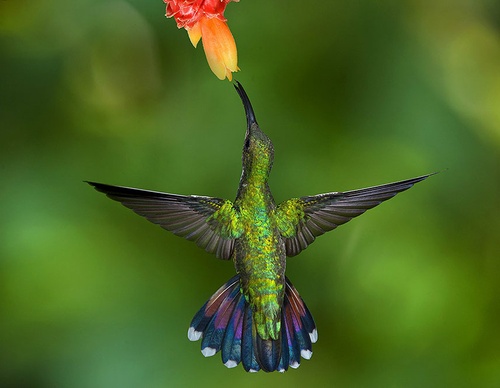 costa rica jim zuckerman