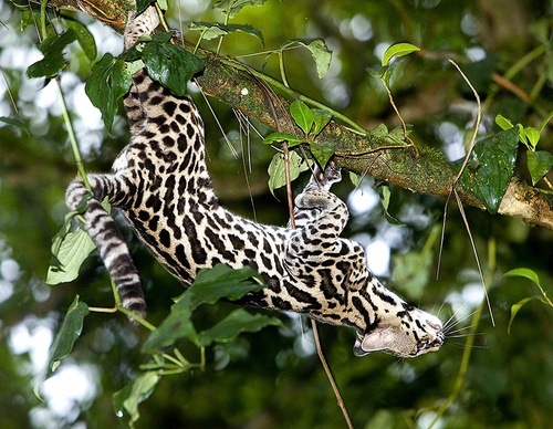 costa rica jim zuckerman