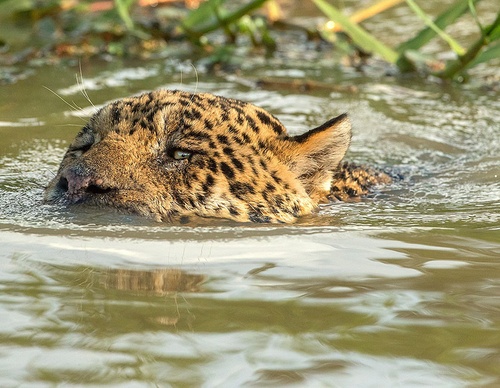 brazil jim zuckerman