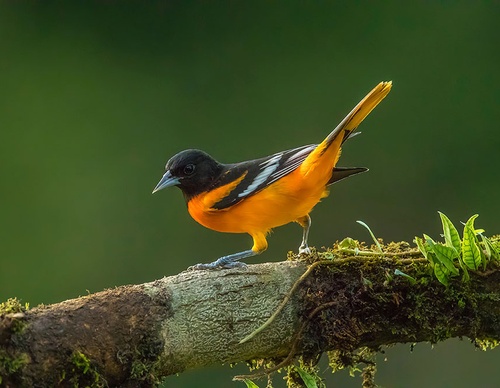 costa rica jim zuckerman