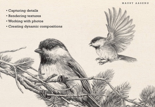 Drawing Birds Step By Step