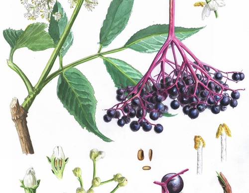 best illustrators worldwide