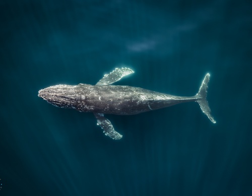 Galeria de Fotografia de Joseph Ruiz Cheires - México