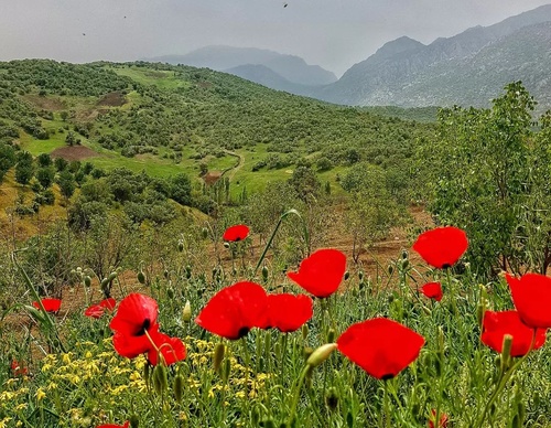 Galeria de fotografias de Maryam Piroozfar - Irã