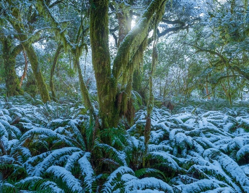 Galeria de fotografias de William Patino - Nova Zelândia