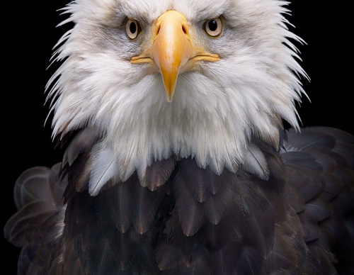 Gallery Of Creative Photography Of Animals By Tim Flach - Uk