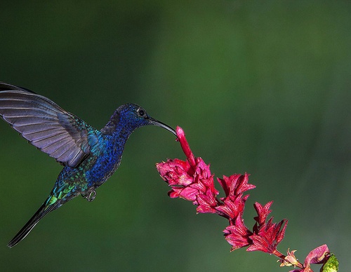 costa rica jim zuckerman