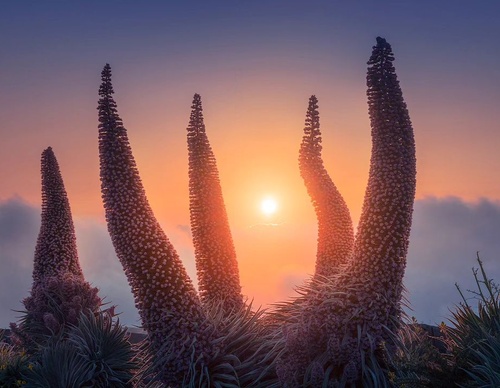 Gallery Of Photography By Albert Dros - Netherland