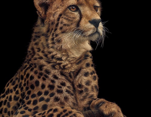 Galería de pintura realista de Annie Drew - Reino Unido