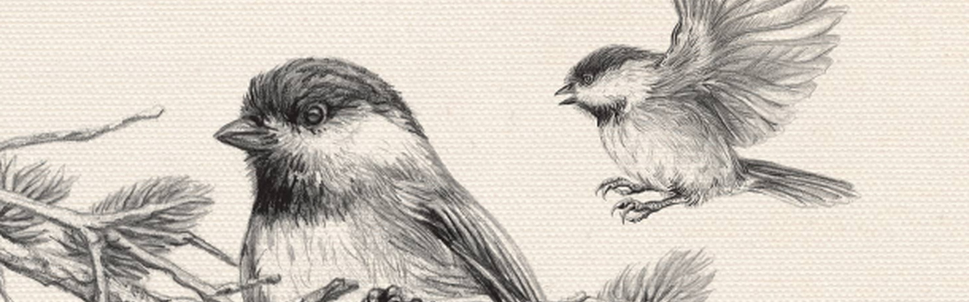 Drawing Birds Step By Step