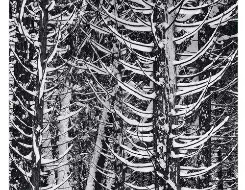 Gallery Of Photography By Ansel Adams - USA