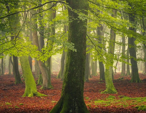 Gallery Of Photography By Albert Dros - Netherland