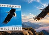 Fotografando Aves Selvagens — Chris Gomersall