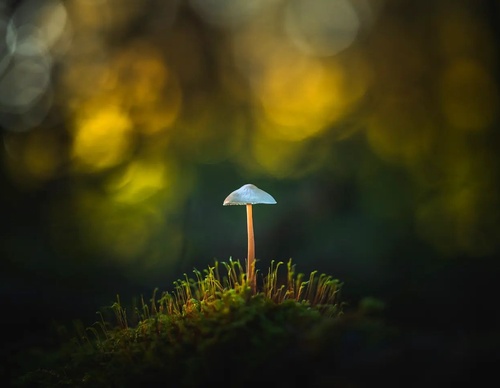 Gallery Of Photography By Albert Dros - Netherland