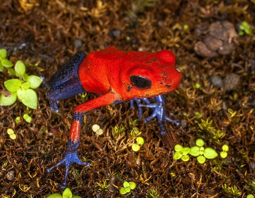 costa rica jim zuckerman