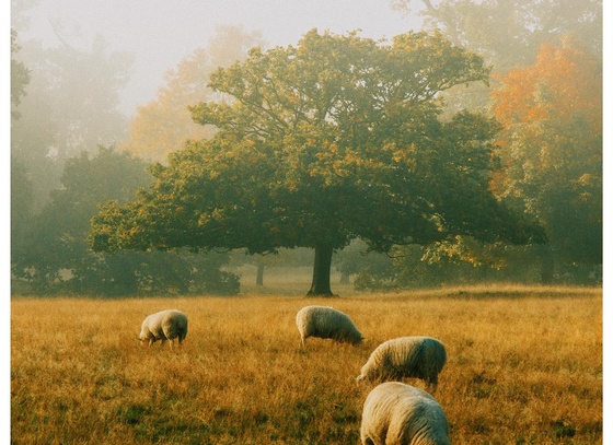 Daniel Casson