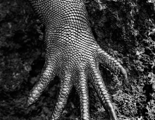 Galeria de Fotografia de Sebastião Salgado-Brasil