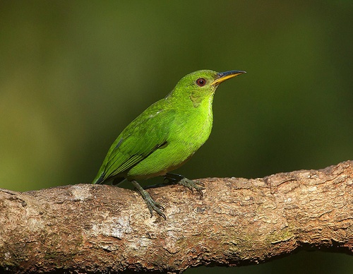 costa rica jim zuckerman