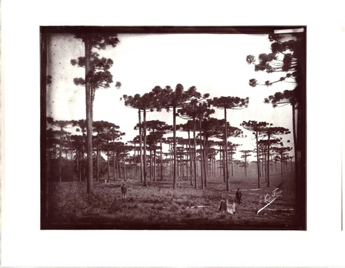 Gallery Of Photography By Marc Ferrez-Brazil