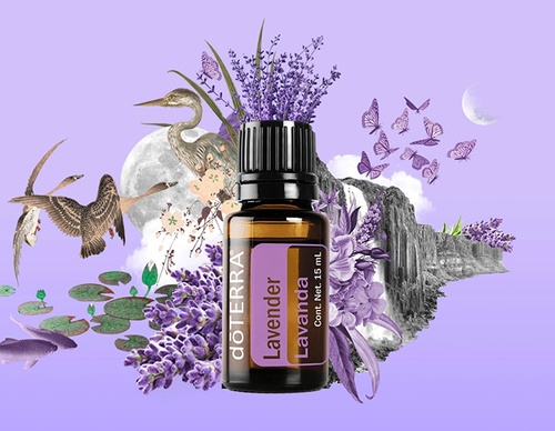 guillermo flores pacheco