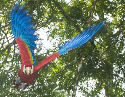 costa rica jim zuckerman