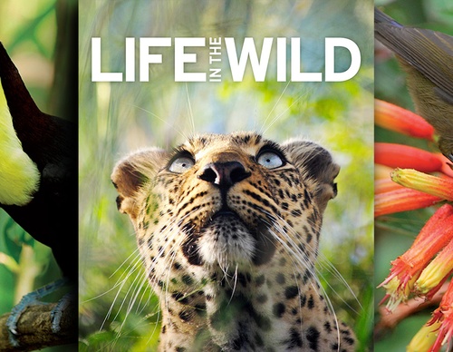 DK | LIFE IN THE WILD