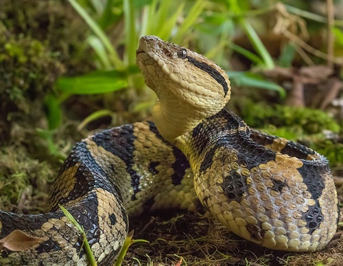 costa rica jim zuckerman