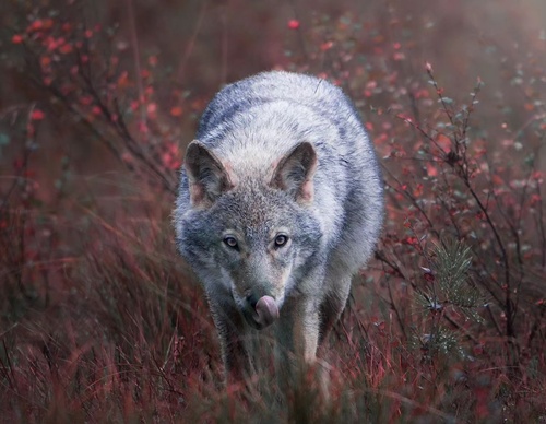 Gallery Of Photography By Elias Kalliola - USA