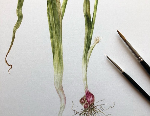 Gallery of Drawing by GiacoMina Ferrillo-Italy
