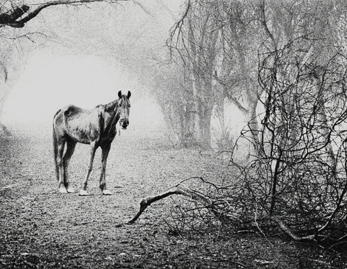 Galeria de Fotografia de Sebastião Salgado-Brasil