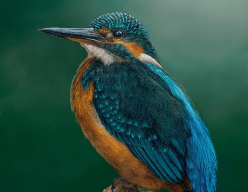 Galería de pintura realista de Annie Drew - Reino Unido