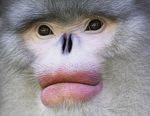 Gallery Of Creative Photography Of Animals By Tim Flach - Uk