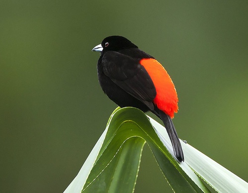 costa rica jim zuckerman