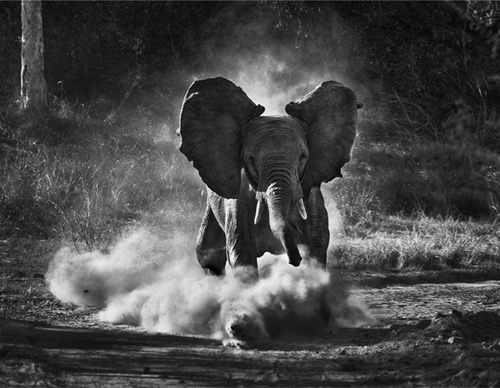 Galeria de Fotografia de Sebastião Salgado-Brasil